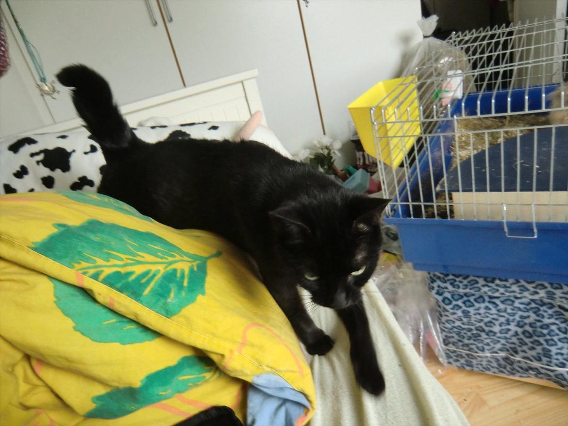 Huskat Tiger billede 6