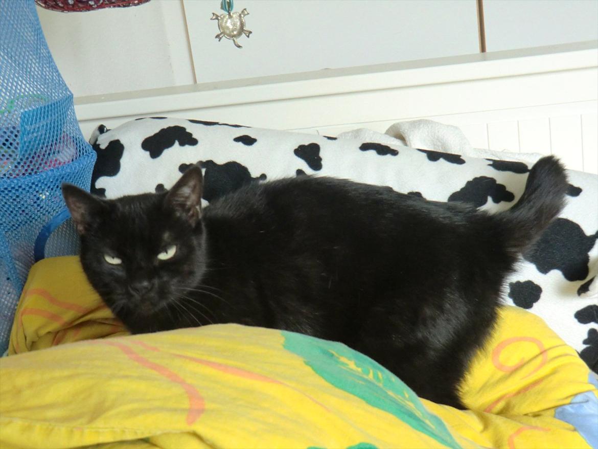 Huskat Tiger billede 7