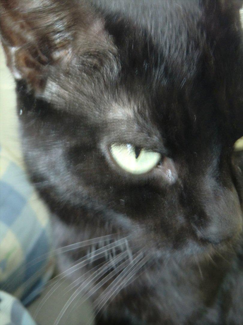 Huskat Tiger billede 8