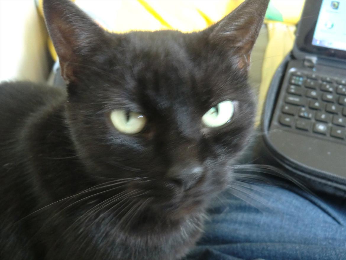 Huskat Tiger billede 9