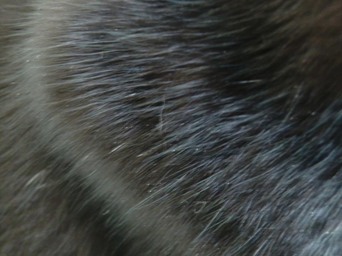 Huskat Tiger billede 10