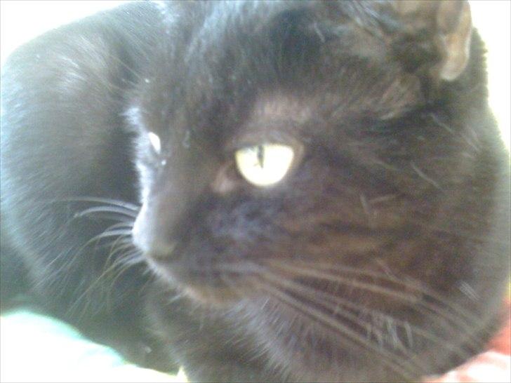 Huskat Tiger billede 11