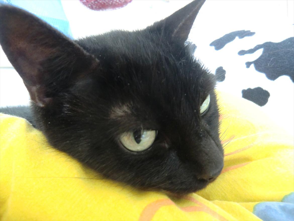 Huskat Tiger billede 12