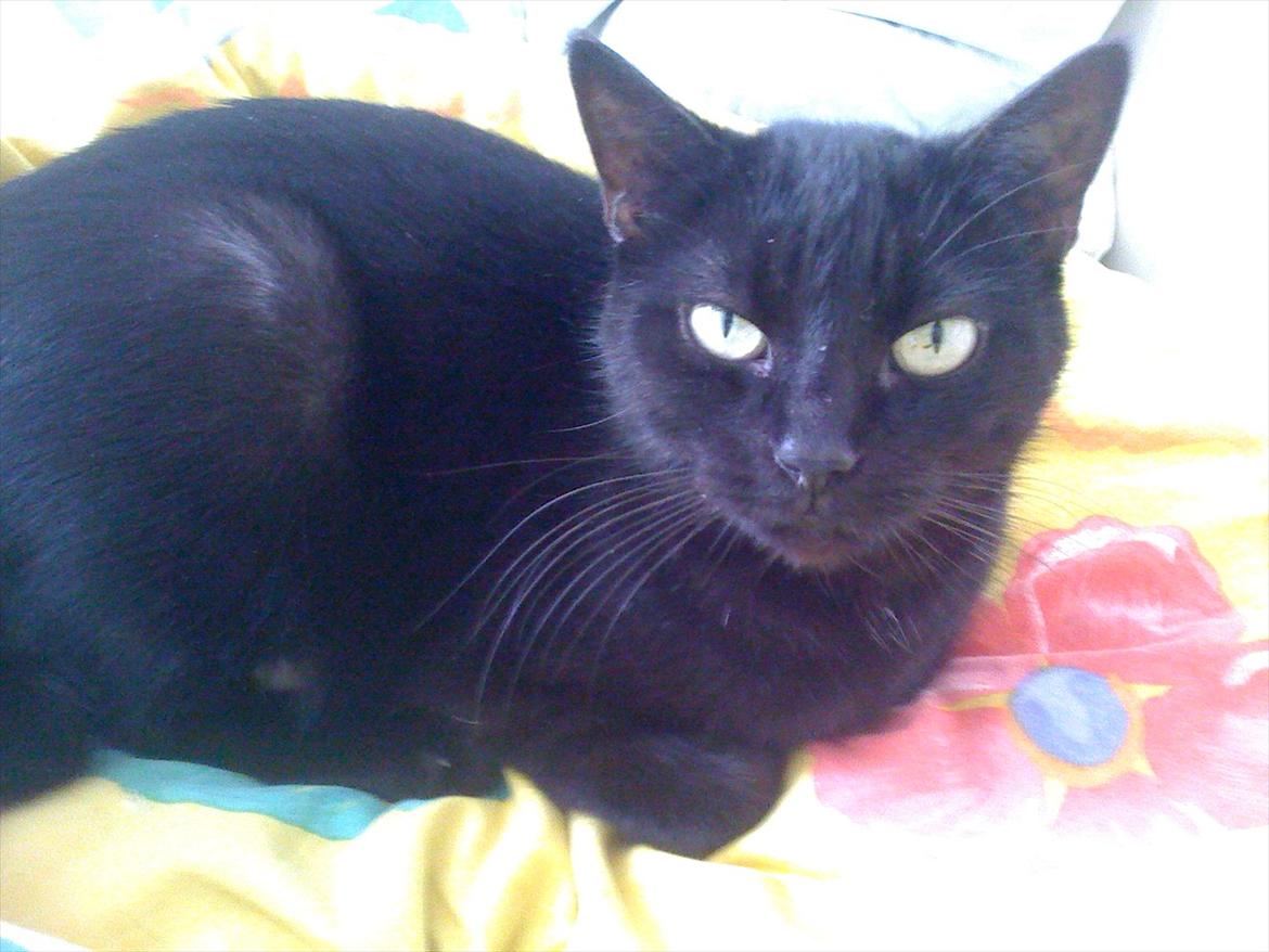 Huskat Tiger billede 13