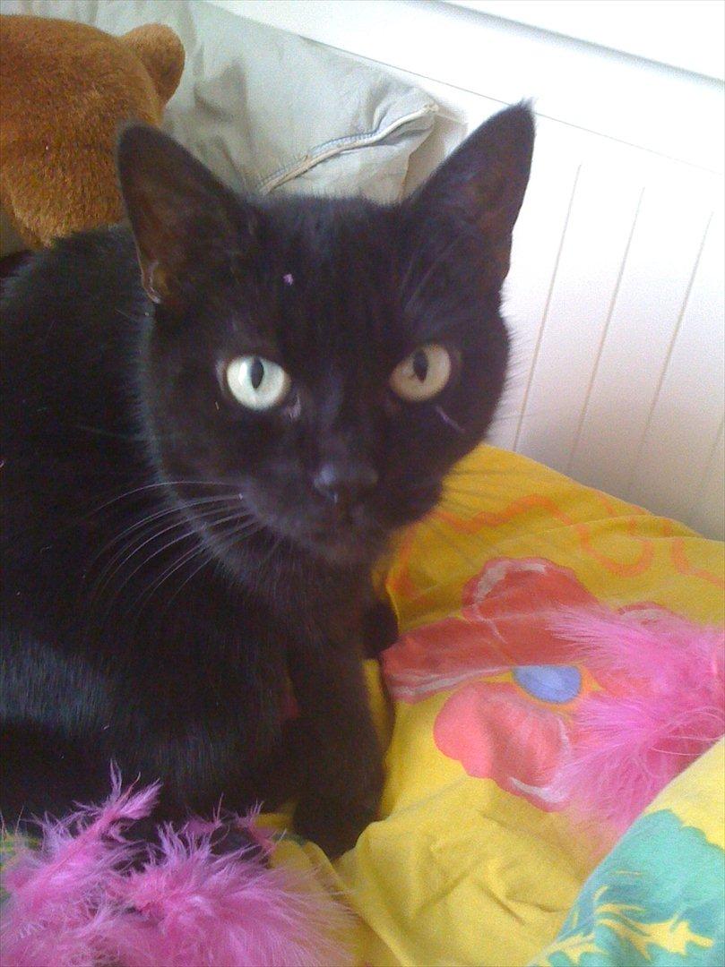 Huskat Tiger billede 14