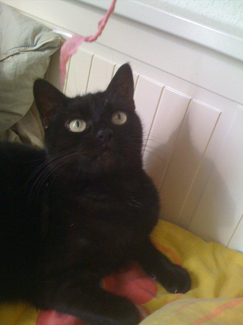 Huskat Tiger billede 15