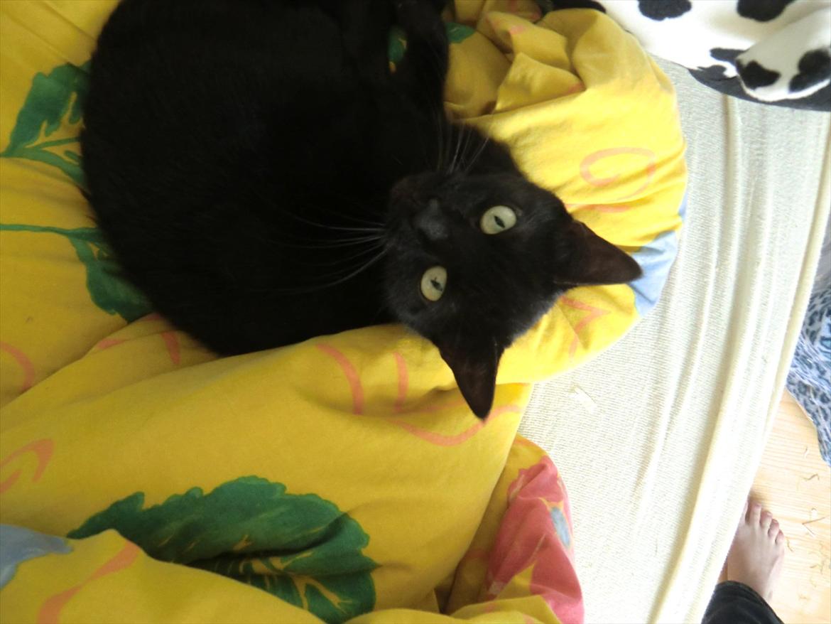 Huskat Tiger billede 16