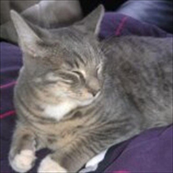 Huskat Aslan - hyggefis billede 6