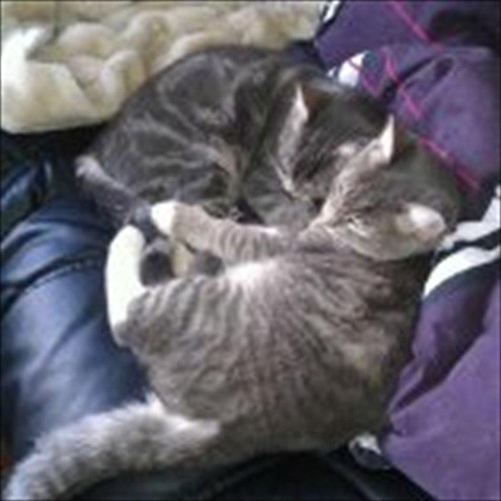 Huskat Aslan - Aslan med sin søster Nala billede 7