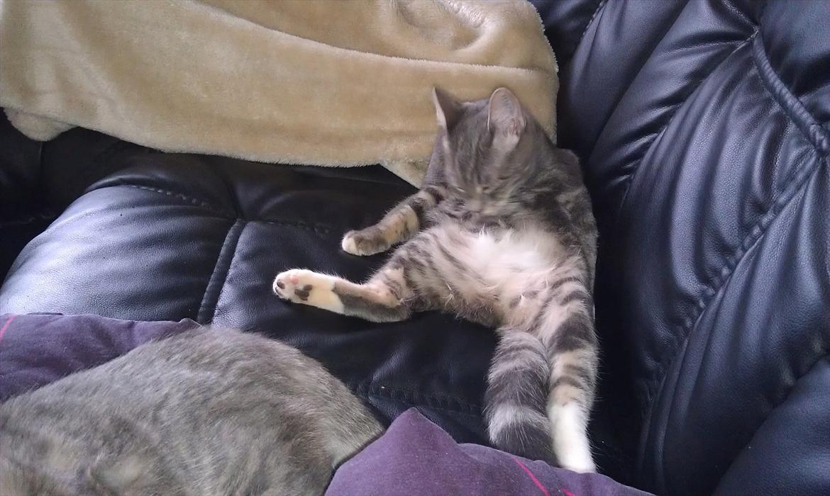 Huskat Nala - vasker sig billede 6