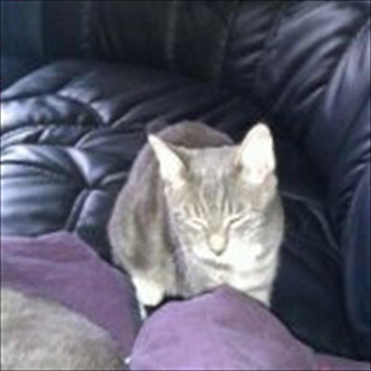 Huskat Nala - nullergøj billede 7