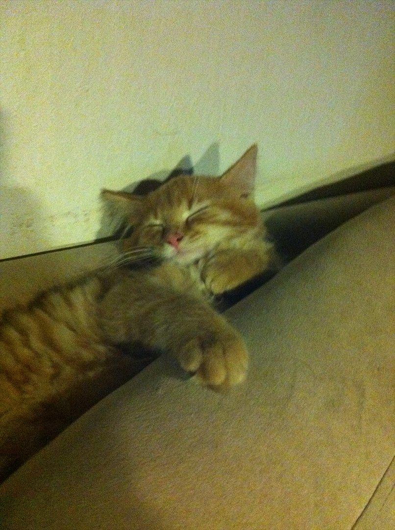 Maine Coon Herkules billede 12