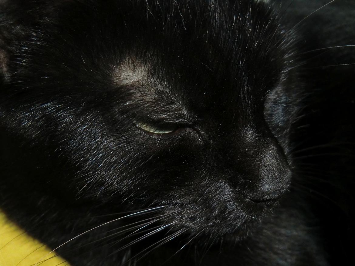 Huskat Tiger billede 17