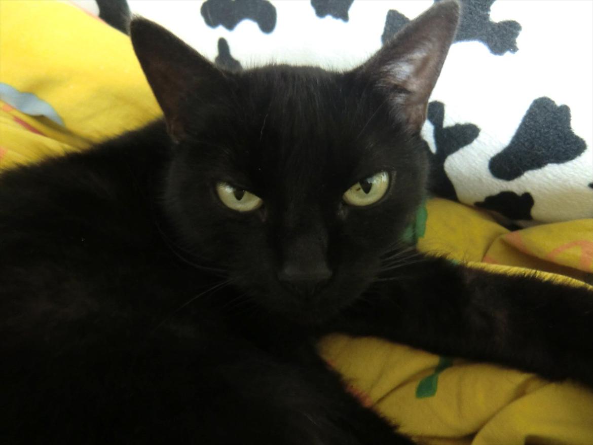 Huskat Tiger billede 18