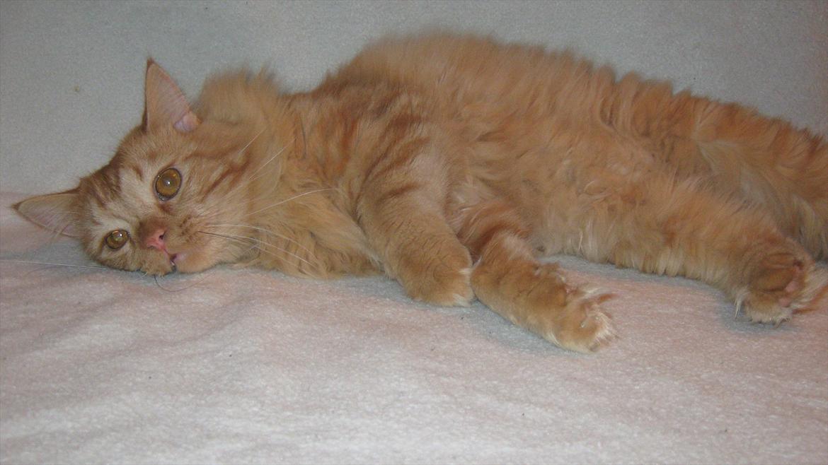 Blanding af racer Houdini billede 4