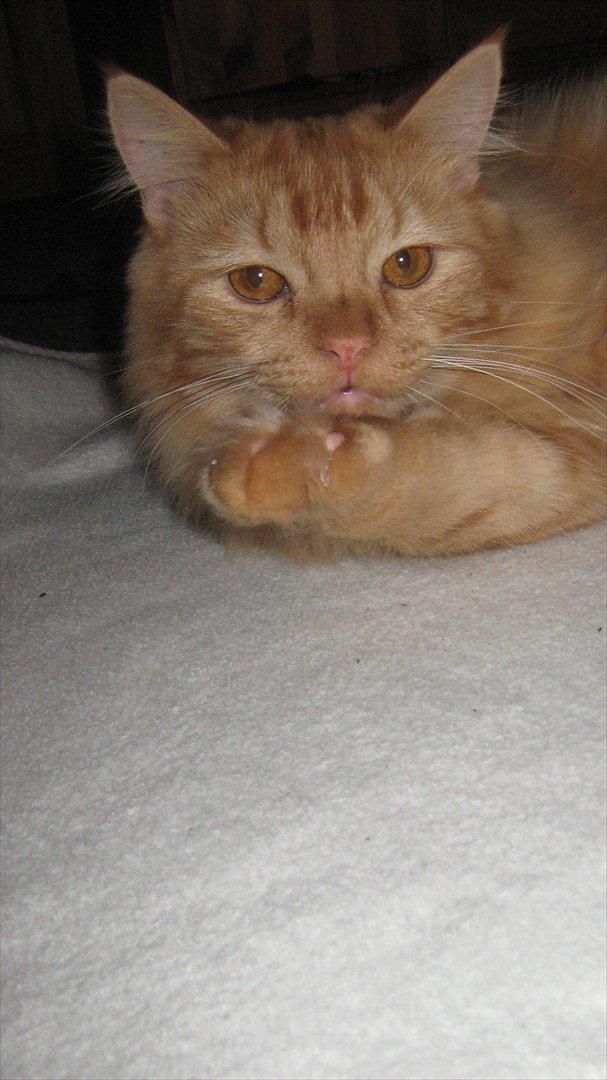 Blanding af racer Houdini billede 6