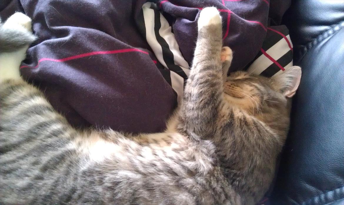 Huskat Aslan - slapper helt af billede 8