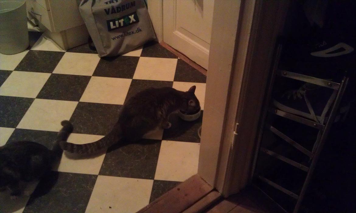 Huskat Aslan - aftensmad uuummm billede 9