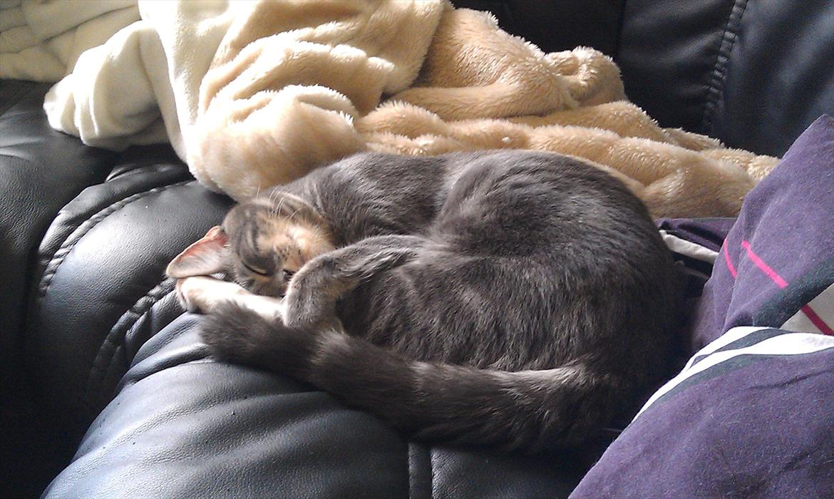 Huskat Nala - sover trygt billede 9