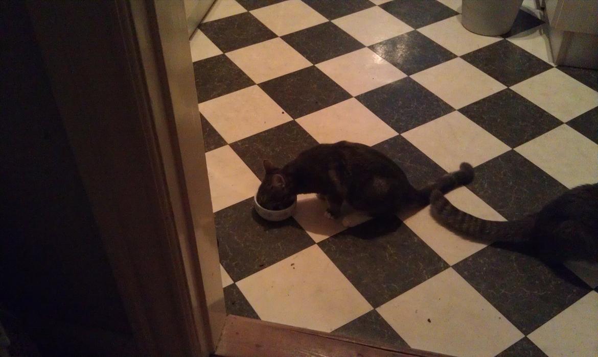 Huskat Nala - aftensmad guf guf billede 10