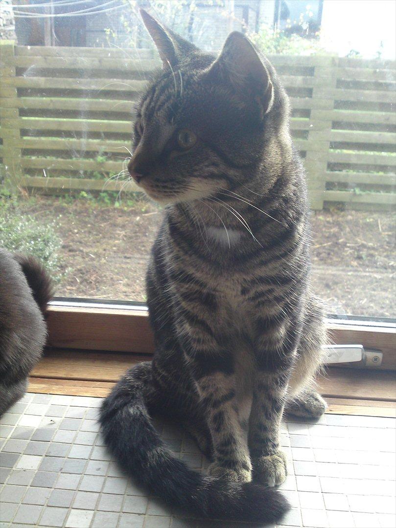 Huskat Bandit  billede 7