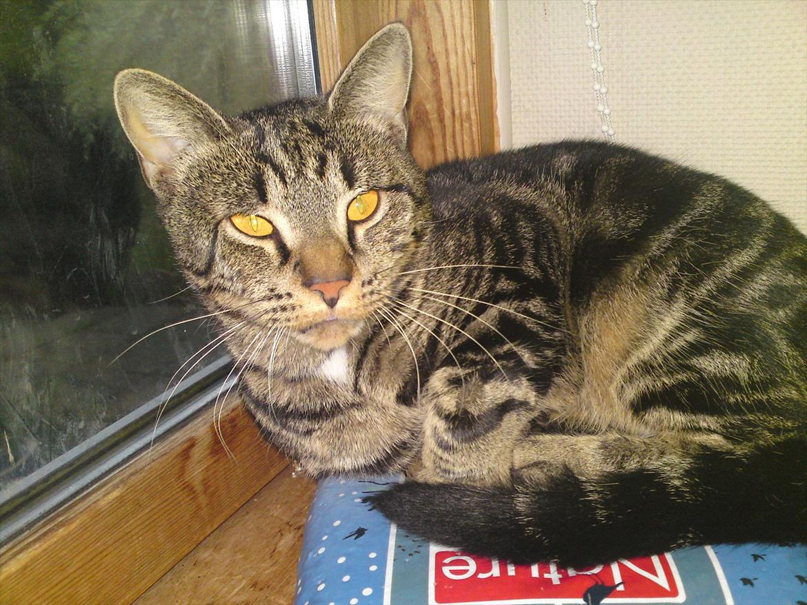 Huskat Bandit  billede 8