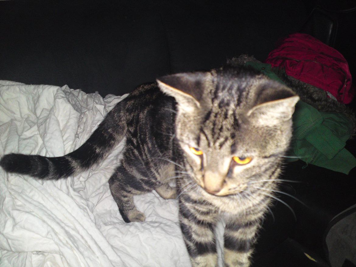 Huskat Bandit  billede 9