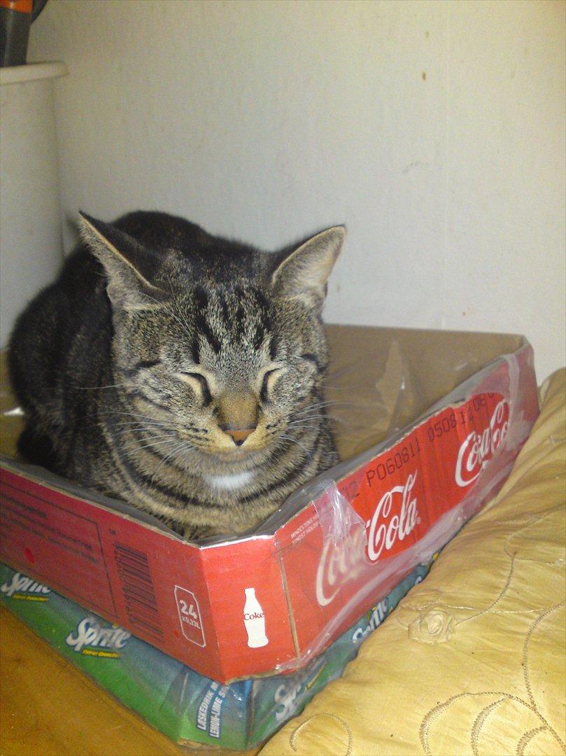 Huskat Bandit  billede 10