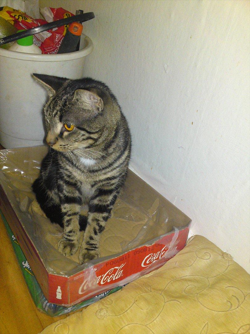 Huskat Bandit  billede 11