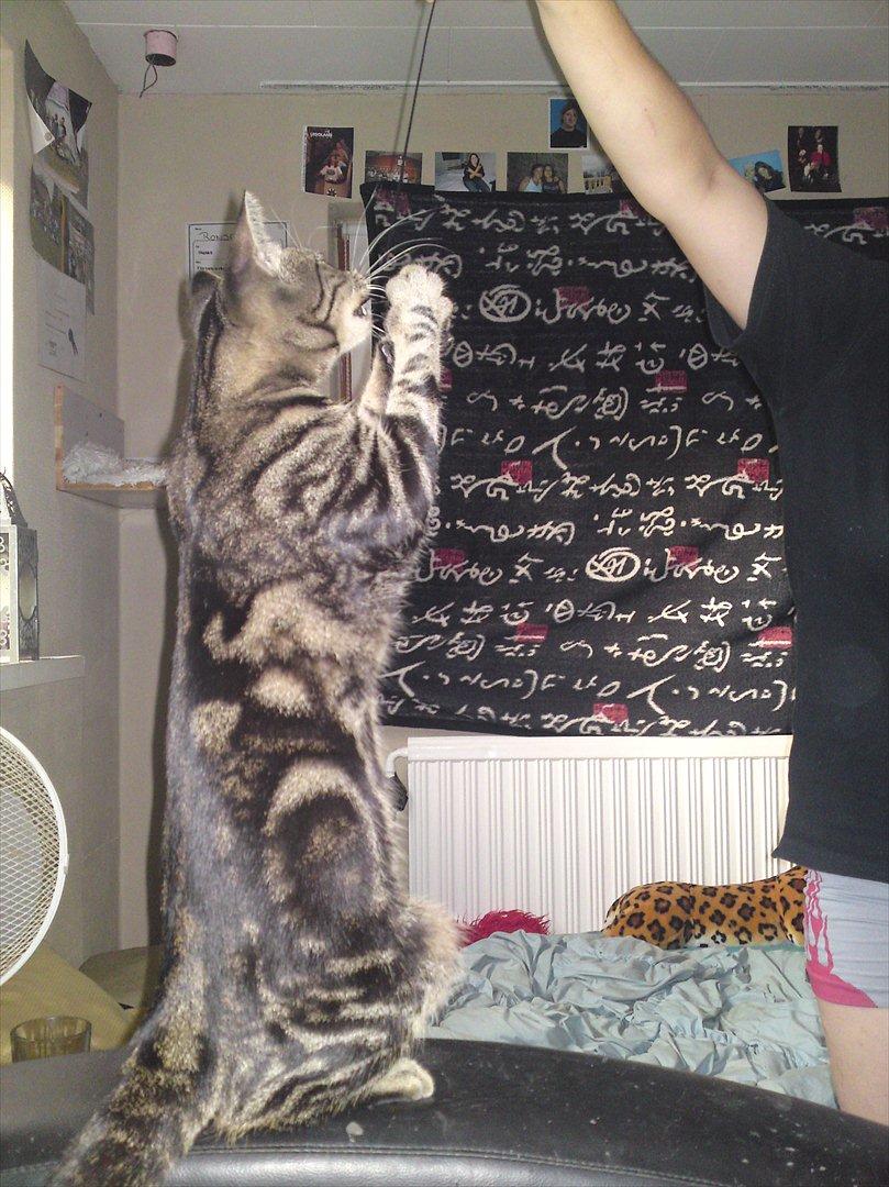 Huskat Bandit  billede 12