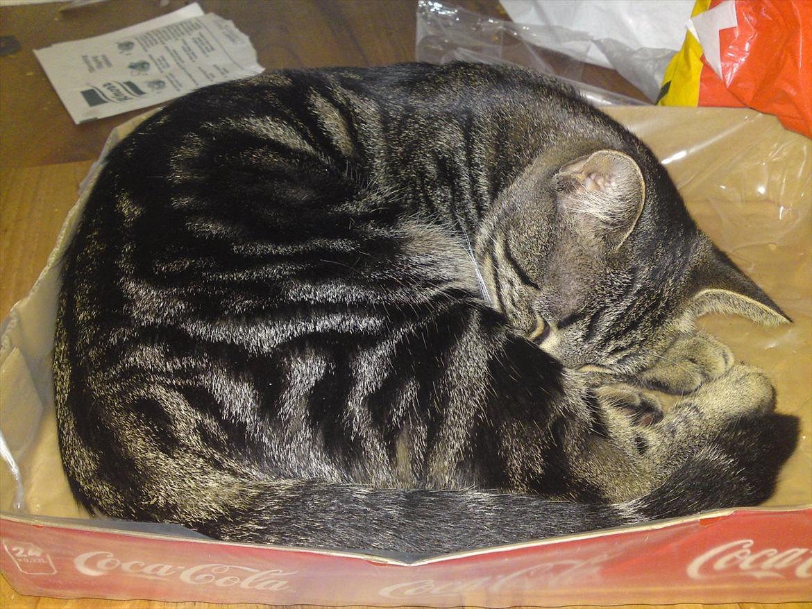 Huskat Bandit  billede 13