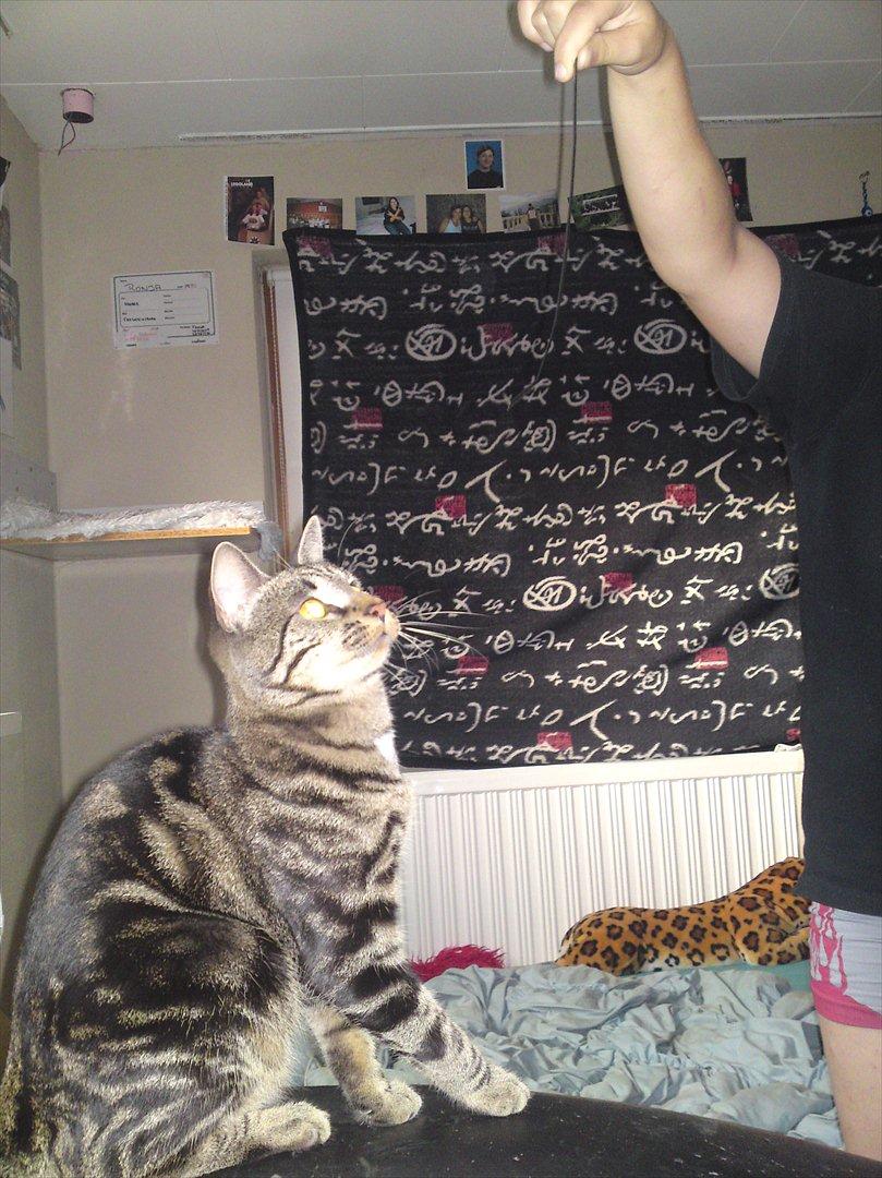 Huskat Bandit  billede 14