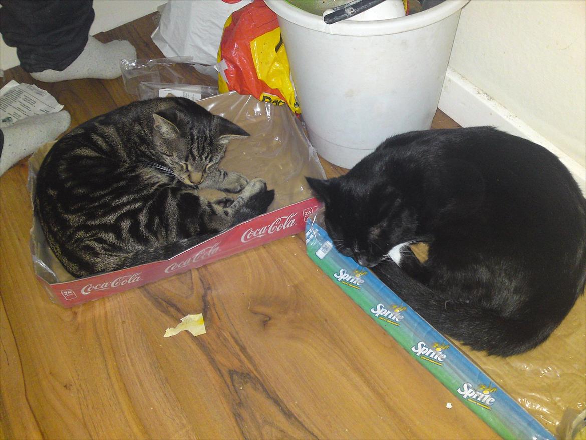 Huskat Bandit  billede 15