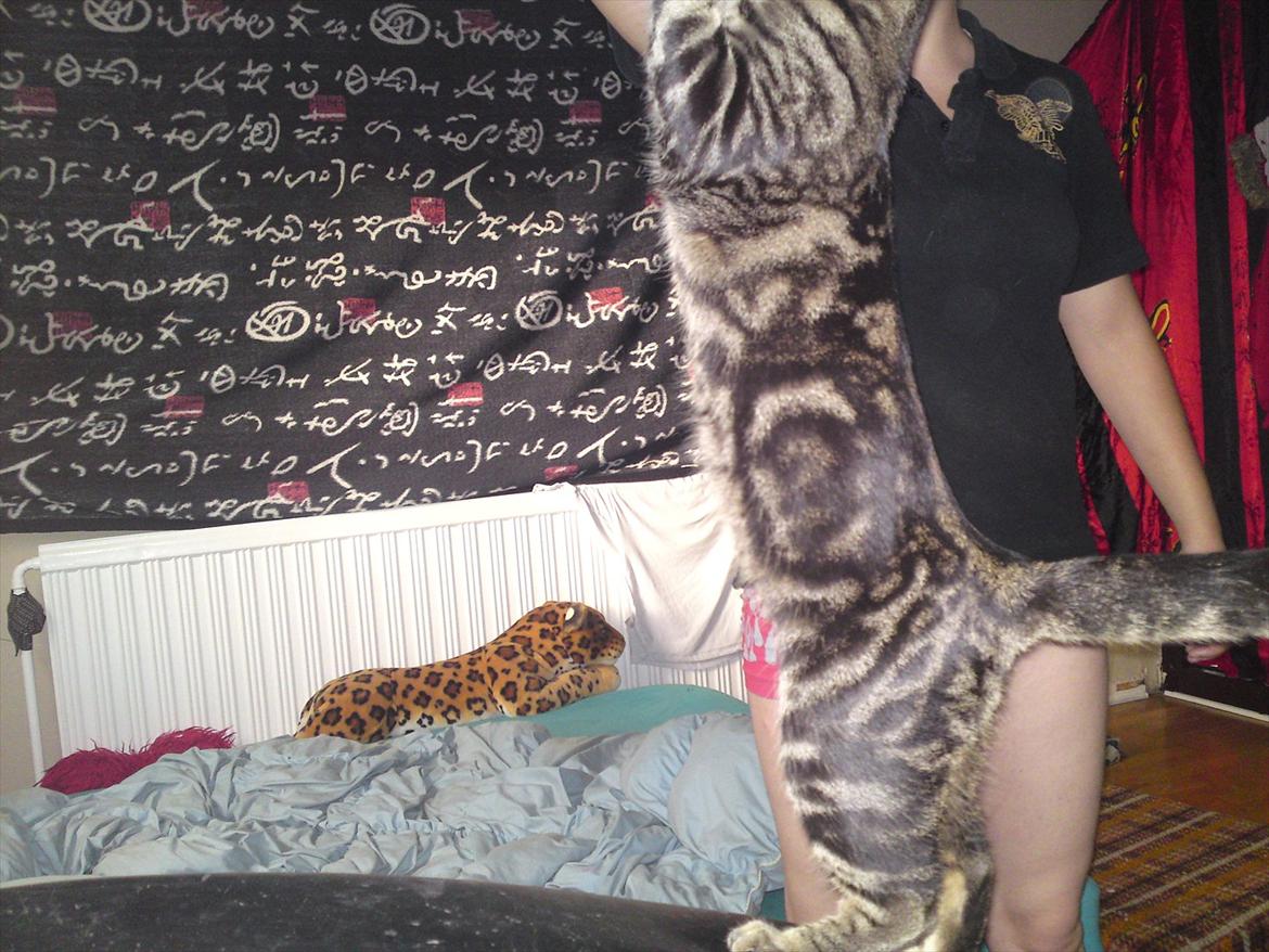 Huskat Bandit  billede 16