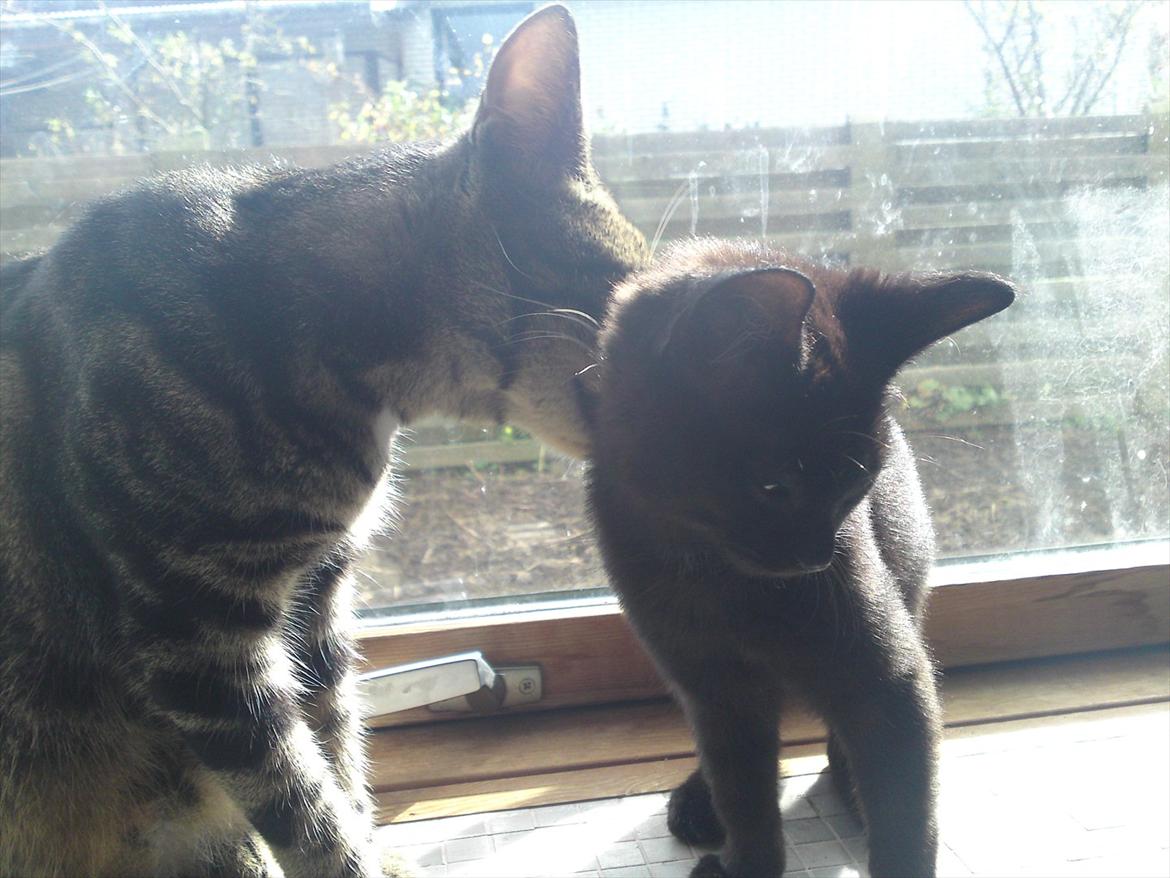 Huskat Bandit  billede 17