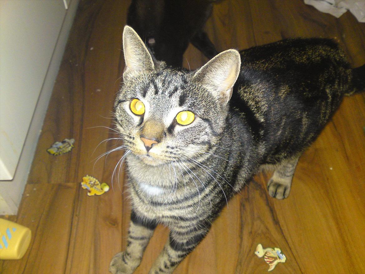 Huskat Bandit  billede 18