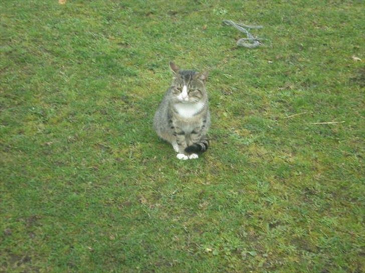 Huskat Osvald  - Velkommen til osvald's profil billede 1