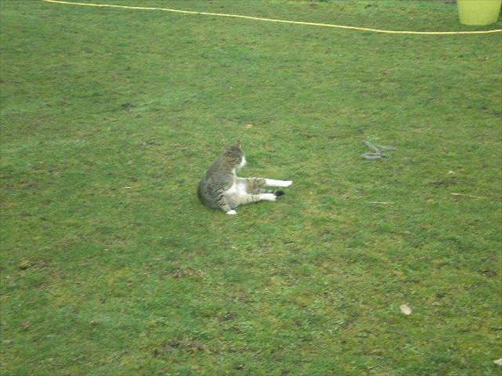 Huskat Osvald  billede 7