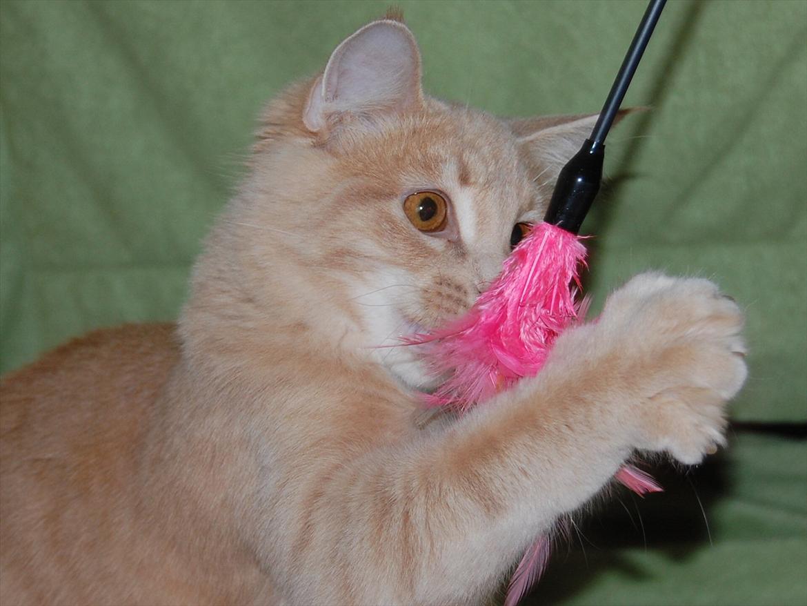 Maine Coon Lykken Pegasus aka. Preben:-* #FARS KAT# billede 6