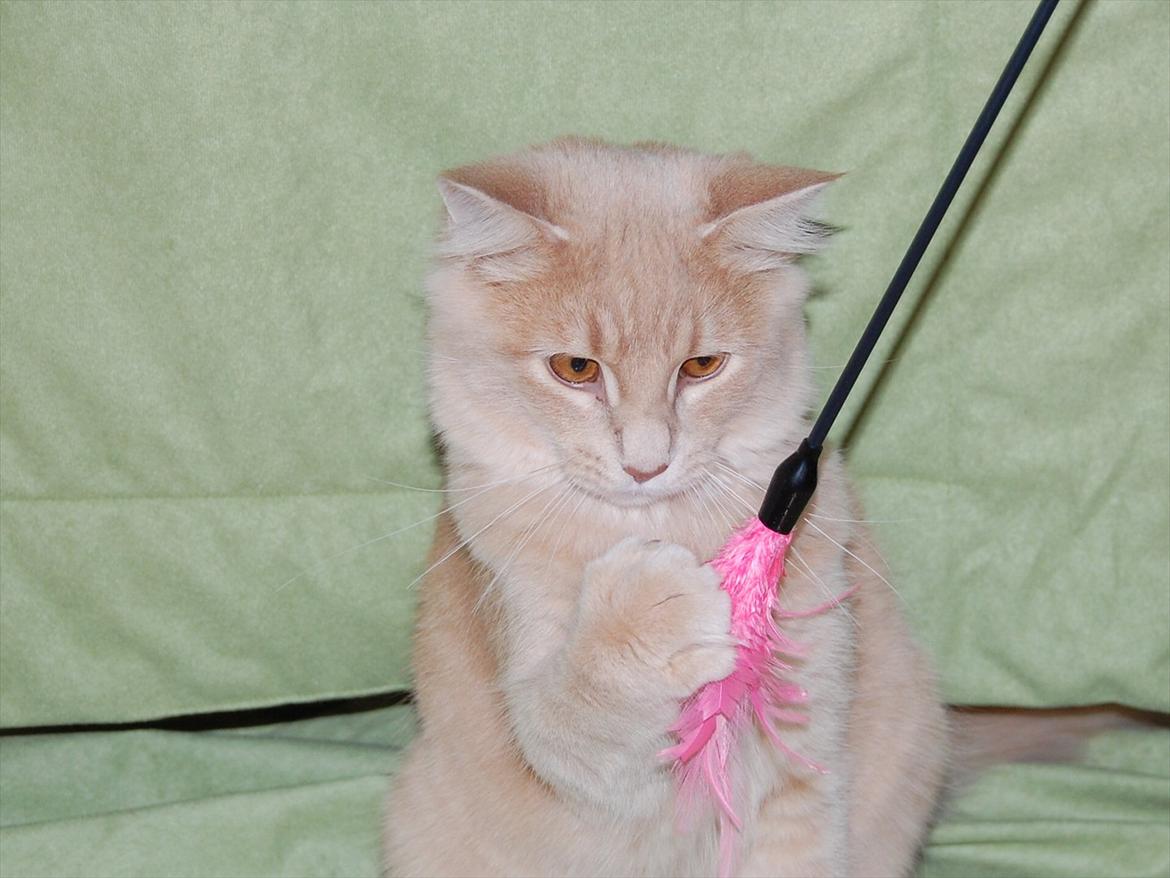 Maine Coon Lykken Pegasus aka. Preben:-* #FARS KAT# billede 7