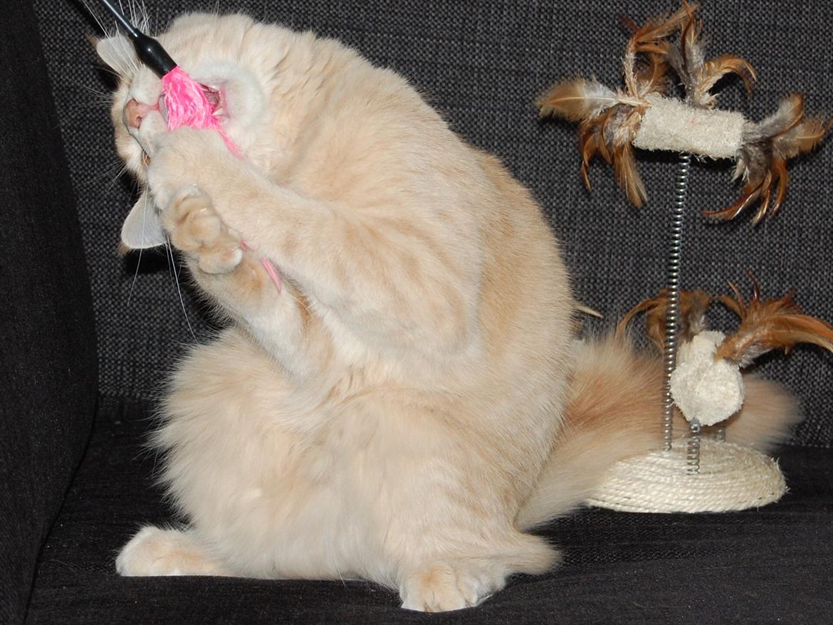 Maine Coon Lykken Pegasus aka. Preben:-* #FARS KAT# billede 8