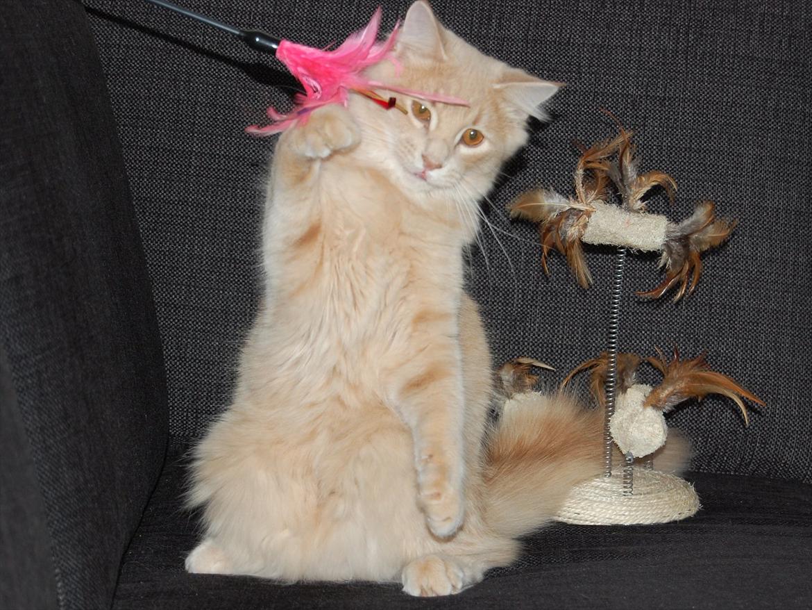 Maine Coon Lykken Pegasus aka. Preben:-* #FARS KAT# billede 9