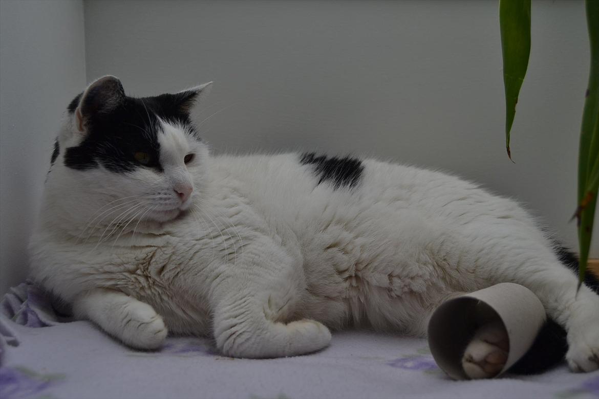 Huskat » Josefine<3 - 16; til en konkurrence :O) billede 16