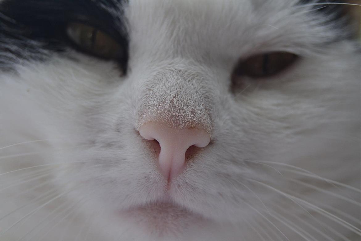 Huskat » Josefine<3 - 1; Velkommen til Josefines profil<33 Læg gerne en kommentar, og en bedømmelse :o)  billede 1