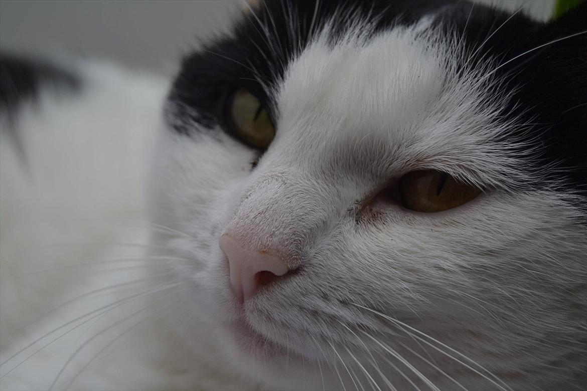 Huskat » Josefine<3 - 20; billede 20