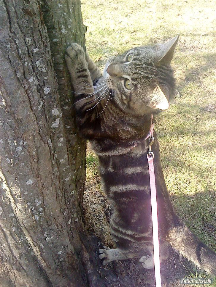 Blanding af racer Captain Morgan billede 24