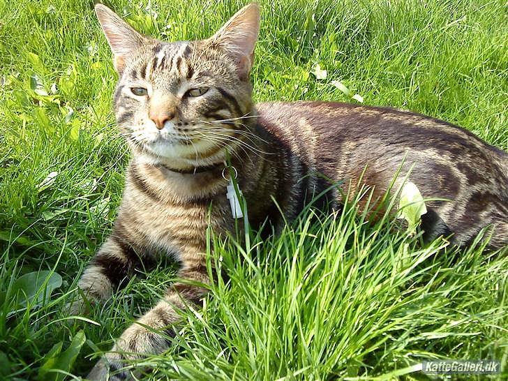 Blanding af racer Captain Morgan billede 25