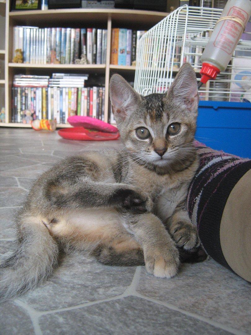 Huskat Coco billede 1