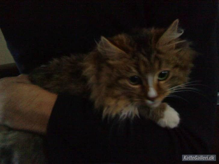 Blanding af racer Bailey Island billede 38