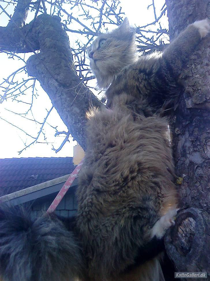 Blanding af racer Bailey Island billede 39